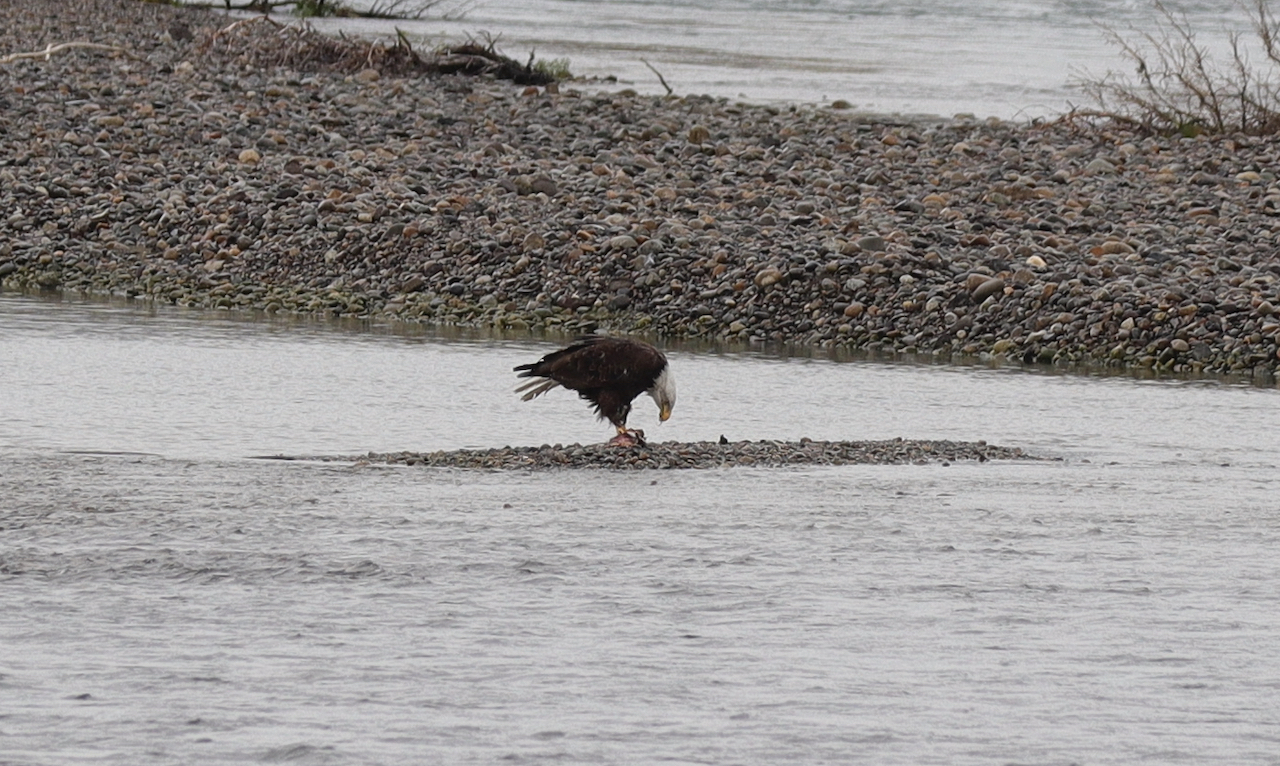 Bald Eagle Having its Lunch